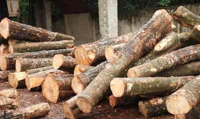 Rubber Wood Timbers