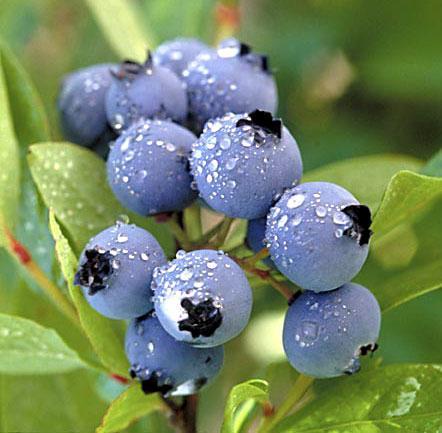 Bilberry P.E.