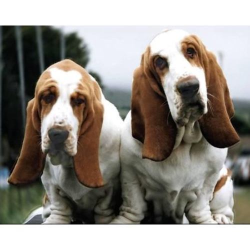 Basset Hound Dogs