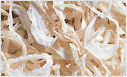 Dehydrated Kibbled White Onion