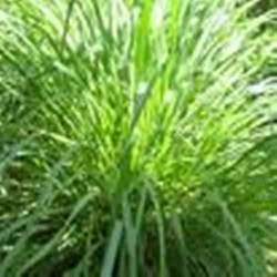 Citronella Oil