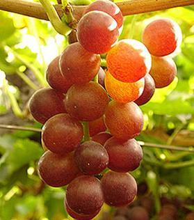 Flame Seedless Grapes