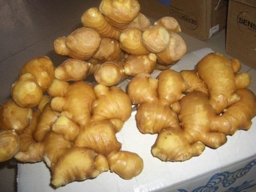 Fresh Ginger - Plump, Light Yellow Color, Pungent Taste | Export Standard Quality, Available in Multiple Sizes and Packaging Options