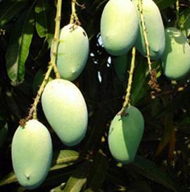 Kesar Mangoes