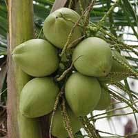  टेंडर नारियल