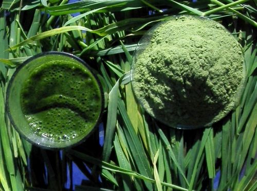 Barley Grass Powders