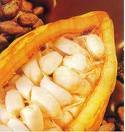 Cocoa Beans