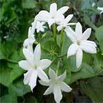 Jasmine Grandiflorum Absolute Oil