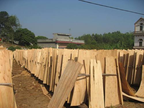 Eucalyptus Core Veneers By Vietnam Trading Promotion JSC
