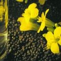 Rapseed Oil