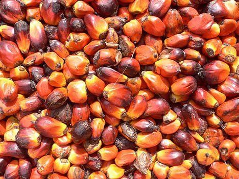 Pure Palm Kernel Oil