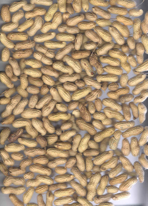 Groundnut Insell