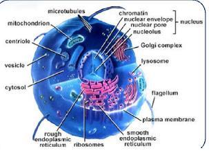 Supplementary toxicity Studies