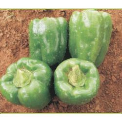 Capsicum Seed