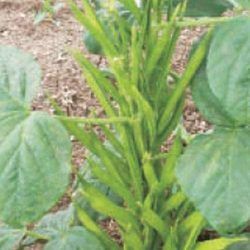 Cluster Beans Seed