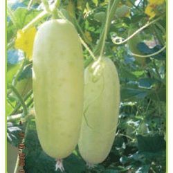 Cucumber Seed