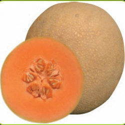 Musk Melon Seed