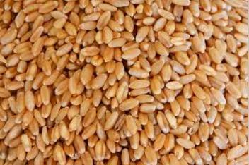 Wheat Grains