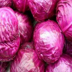 Red Cabbage - Dark Mauve Color, Soil pH Sensitive Color Change, Humidity Loving Varietal