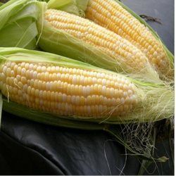 Maize