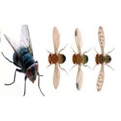 Fly Control Services By NATION TECHNO PEST CONTROL