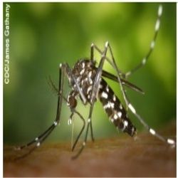 Mosquito Control Services