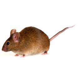 Rodent Control Services By NATION TECHNO PEST CONTROL