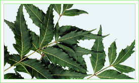 Neem Based Pesticide Formulations And Concentrates