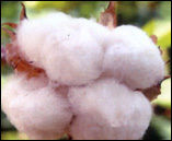 Raw Cotton