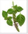 Tulsi Power