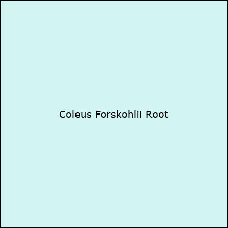 Coleus Forskohlii Root