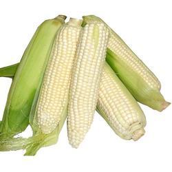 White Corn