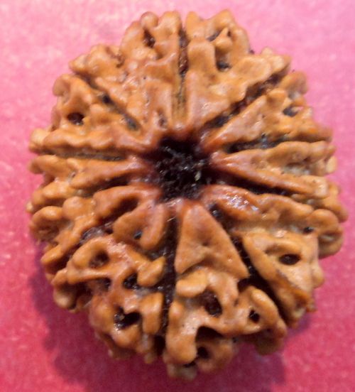 10 Mukhi Rudraksh