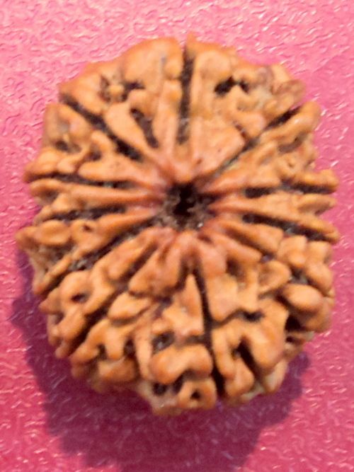 11 Mukhi Rudraksh