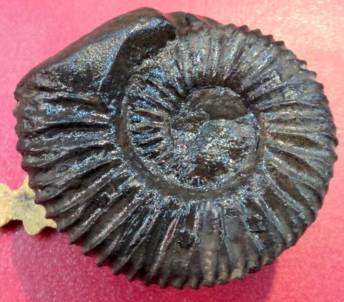 shaligram