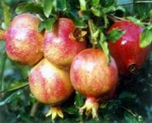 Pomegranate Extract