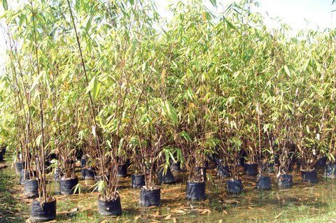 Brass Phyllostachys Nigra (Black Bamboo)