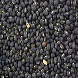 Black Gram Pulses