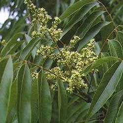 Panchaguna Oil