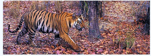 Taj With Tigers Tours By Aum Tour
