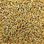 RAJ MAHAL Wheat