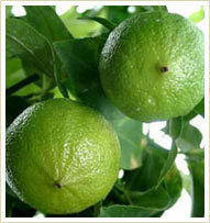 Bergamot Oil