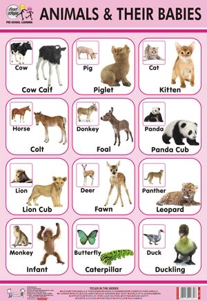 Animal and Their Babies Chart