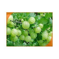 Emblica Officinalis (Amla)