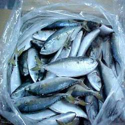 Indian Mackerel Fish