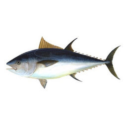 Tuna Fish