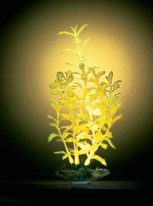 PF12LGL Ludwigia Plant - Small/Blue