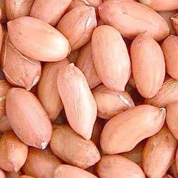 Groundnut Kernel