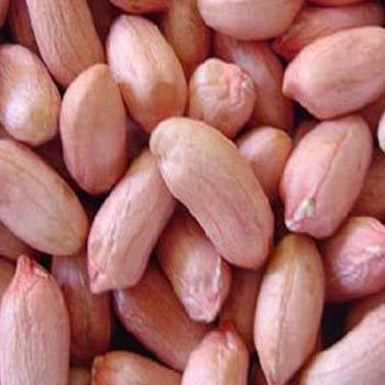 Groundnut Seeds (Peanuts)