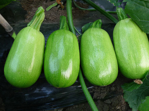 Squash Seeds